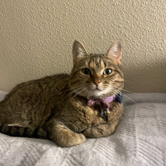 Meet your Posher, Maddie - Picture 5 of 6